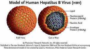 Berbagai Macam Virus Penyebab Penyakit Radang Hati Seruji