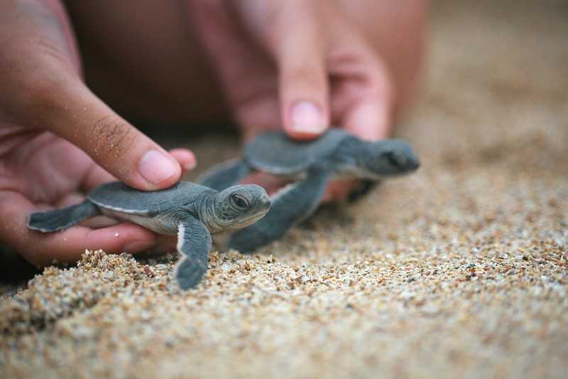 BKSD Kalbar: Jumlah Penyu Bertelur di Pantai Paloh Memprihatinkan — SERUJI