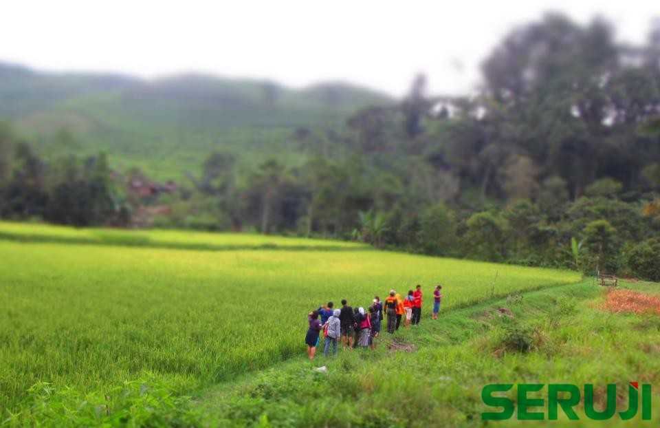 jelajah sawah