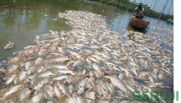 160 Ton Ikan  Mati di Keramba Maninjau  SERUJI