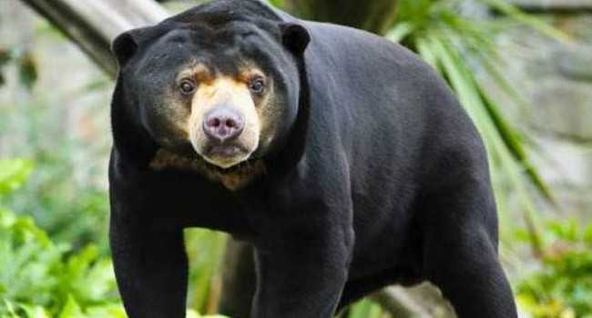 Pelihara Beruang  Madu  Selama Tiga Tahun Warga Serahkan ke 