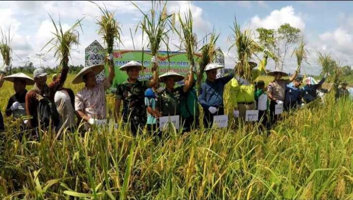 Yansen-TP-beserta-Unsur-Muspida-Malinau-Panen-Padi
