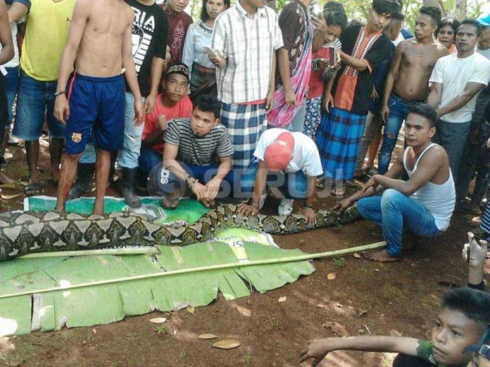Ular telan manusia