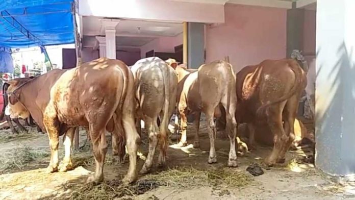 Sapi Qurban